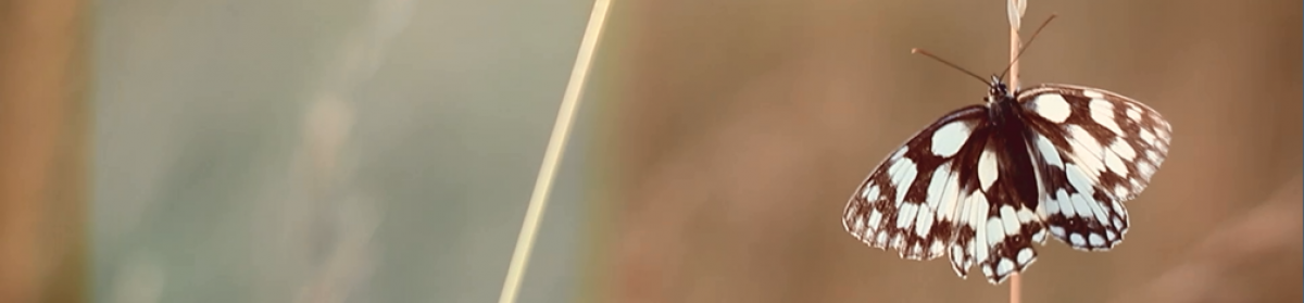 THE MOST AWESOME MUSIC SITE